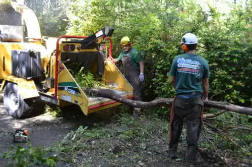 tree services Potter Valley